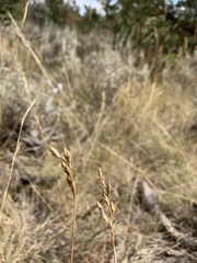 Carex petasata
