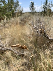 Carex petasata