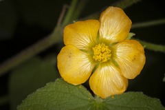 Abutilon abutiloides