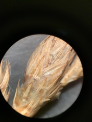 Carex petasata