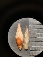 Carex petasata