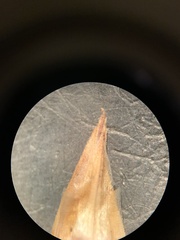 Carex petasata