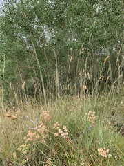 Carex petasata