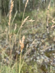 Carex petasata