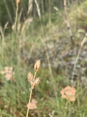Carex petasata