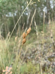 Carex petasata