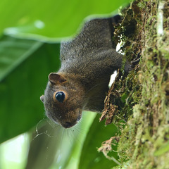Sciurus deppei