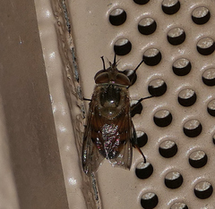Copestylum haagii