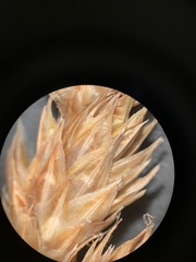 Carex petasata