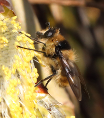 Criorhina nigripes