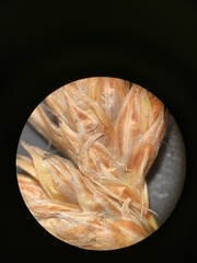 Carex petasata