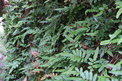 Blechnum wattsii