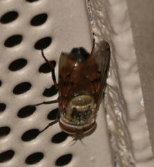 Copestylum haagii