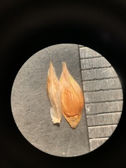 Carex petasata