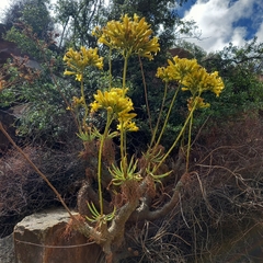Tylecodon cacalioides