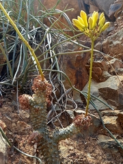 Tylecodon cacalioides