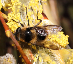 Criorhina nigripes