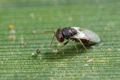 Lyrcus