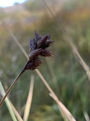 Carex microptera