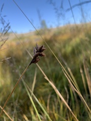 Carex microptera
