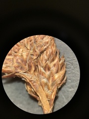 Carex microptera