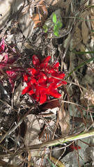 Magnoliopsida