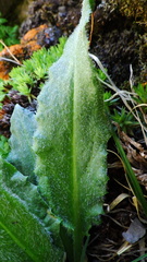 Saussurea nuda