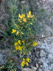 Ulex parviflorus