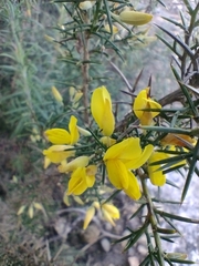 Ulex parviflorus