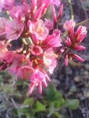 Limonium peregrinum