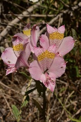 Alstroemeria pallida
