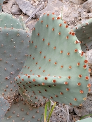 Opuntia rufida