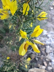 Ulex parviflorus