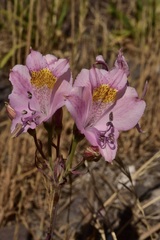 Alstroemeria pallida
