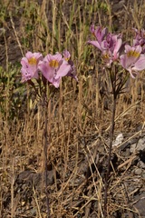 Alstroemeria pallida