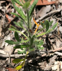 Xanthosia huegelii