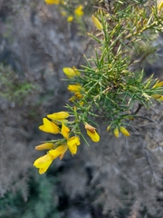 Ulex parviflorus