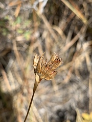 Juncus longistylis