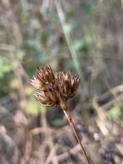 Juncus longistylis