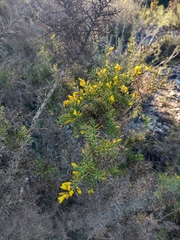 Ulex parviflorus
