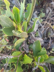 Limonium peregrinum