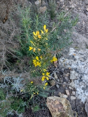 Ulex parviflorus