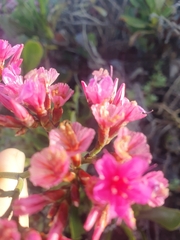 Limonium peregrinum
