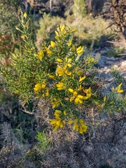 Ulex parviflorus