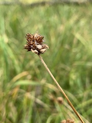 Carex microptera