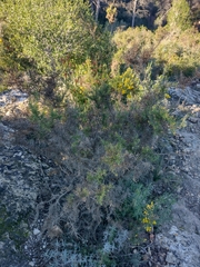 Ulex parviflorus