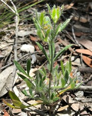 Xanthosia huegelii