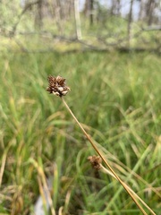 Carex microptera
