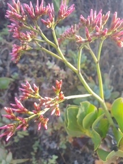 Limonium peregrinum