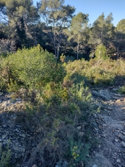 Ulex parviflorus